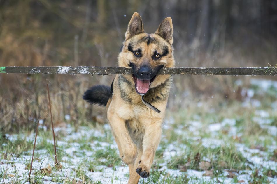 German Shepherd Dog