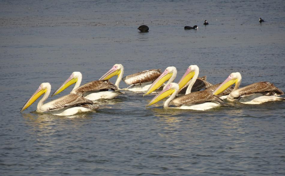 Great White Pelican Pelecanus