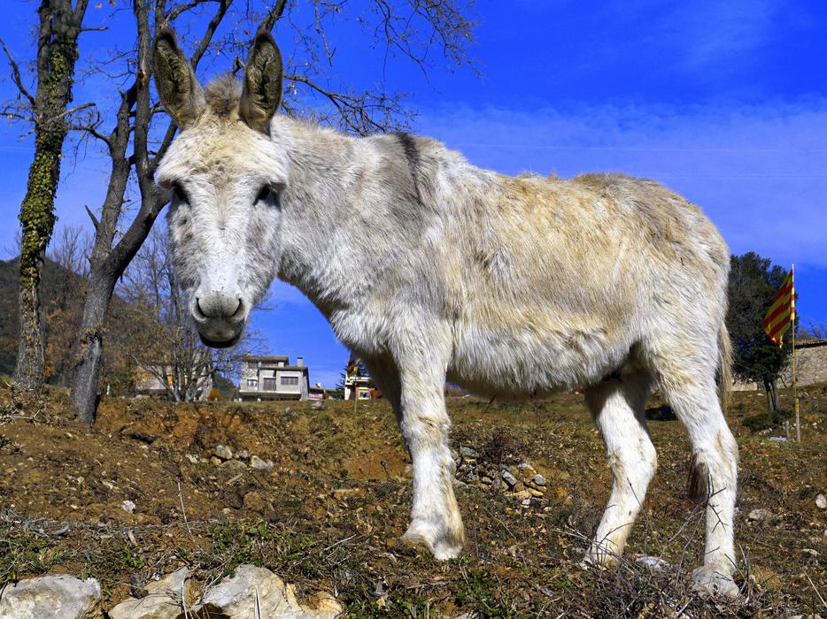 Ass Donkey Equine