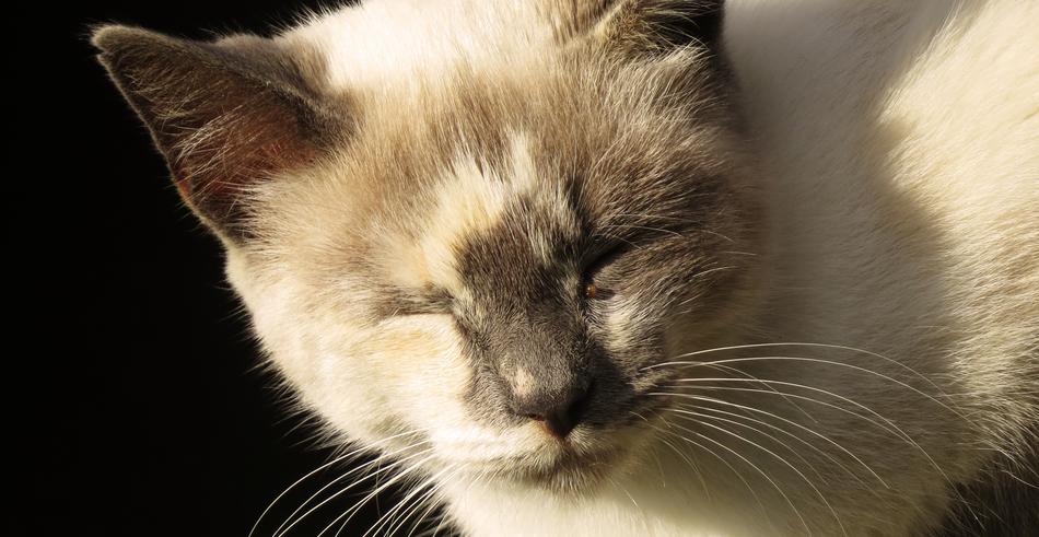 Cat Mammalia Nice