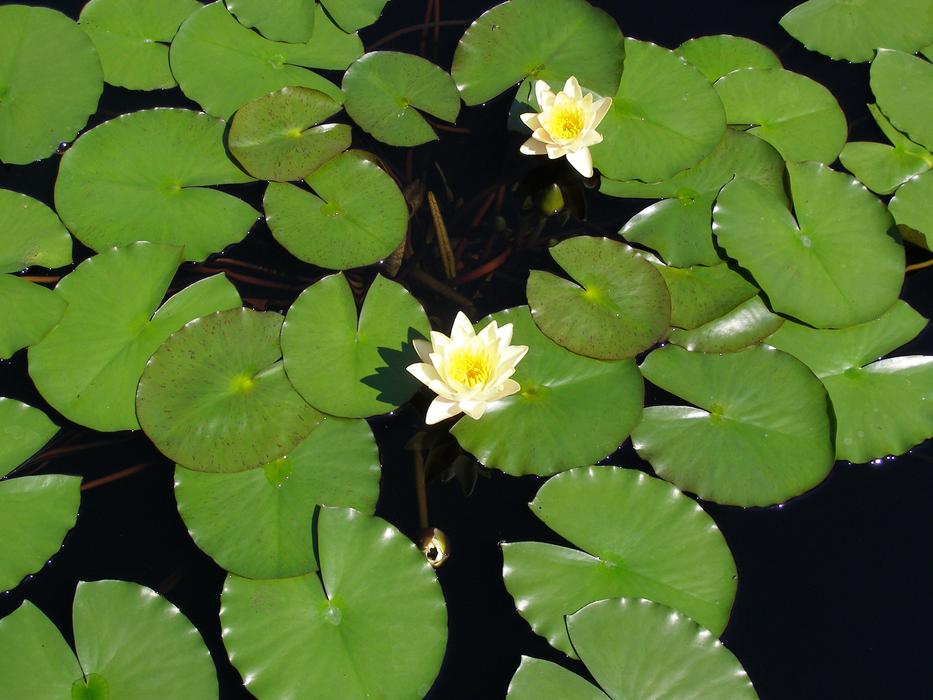 Flower Lily Pad