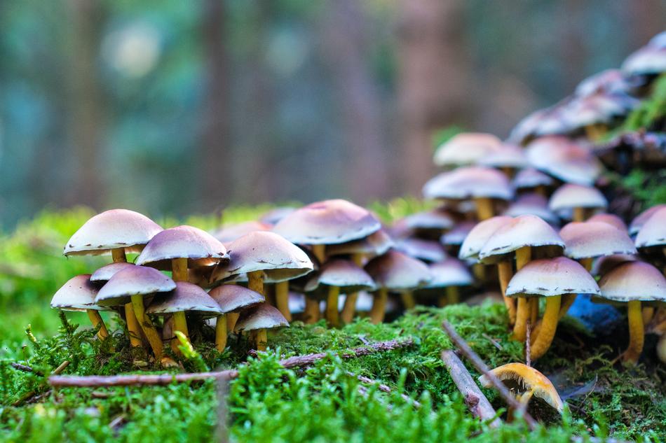 wild mushrooms by the tree