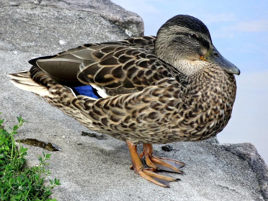 Duck Waterfowl Drake