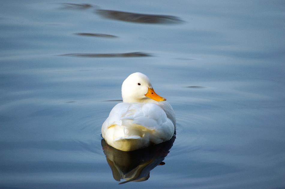 Duck Bird Water