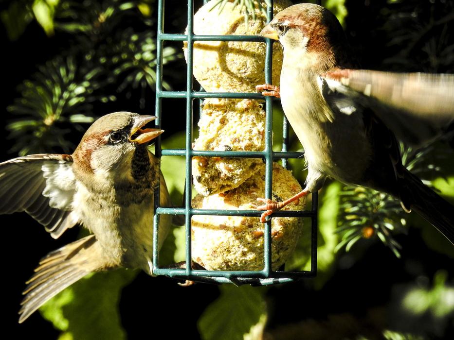 House Sparrow Sperling Birds