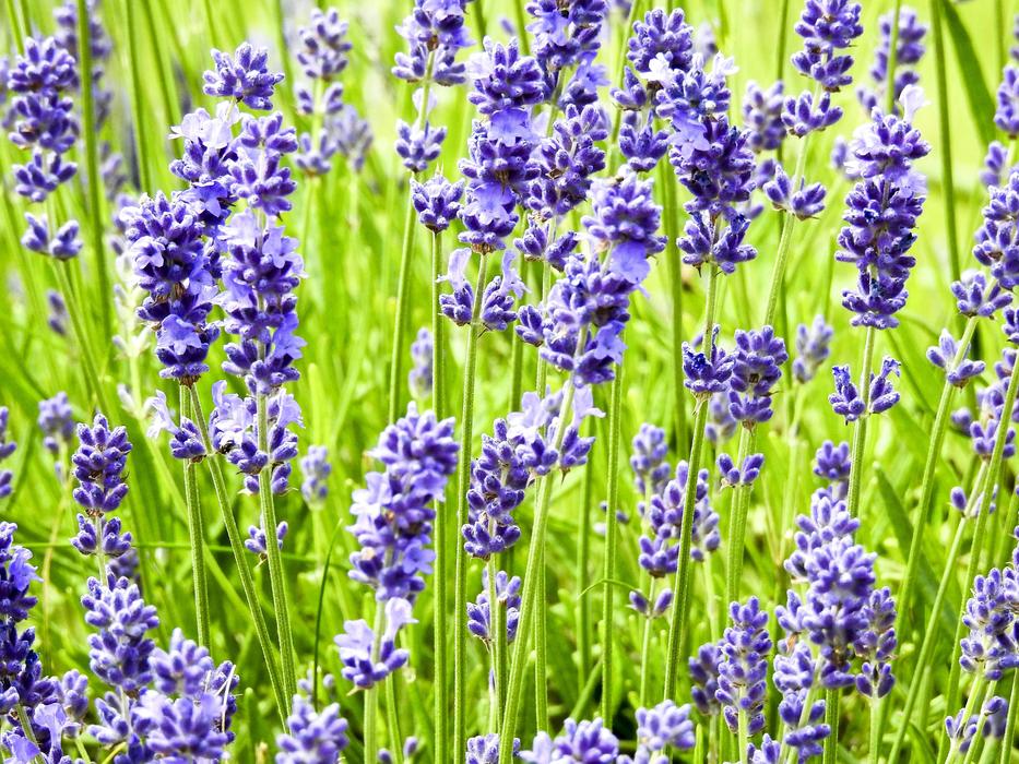 purple flowers in green grasses
