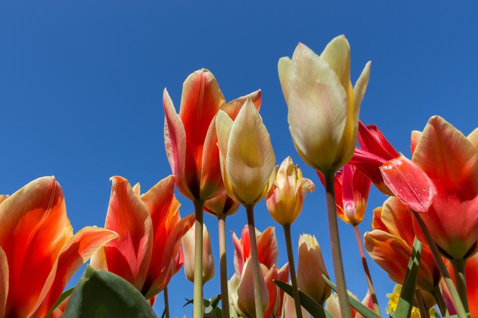 sea of tulips