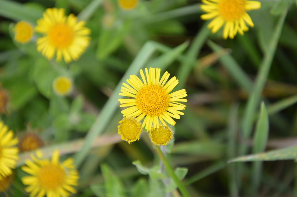 Flowers Daisy Yellow Flower Of The