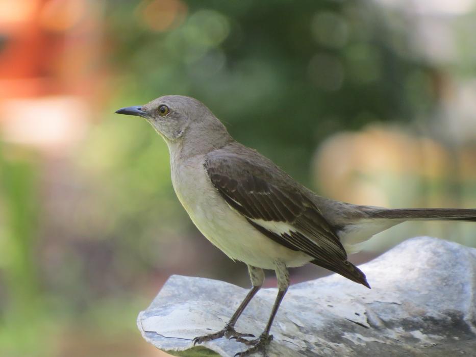 Bird Songbird Mockingbird