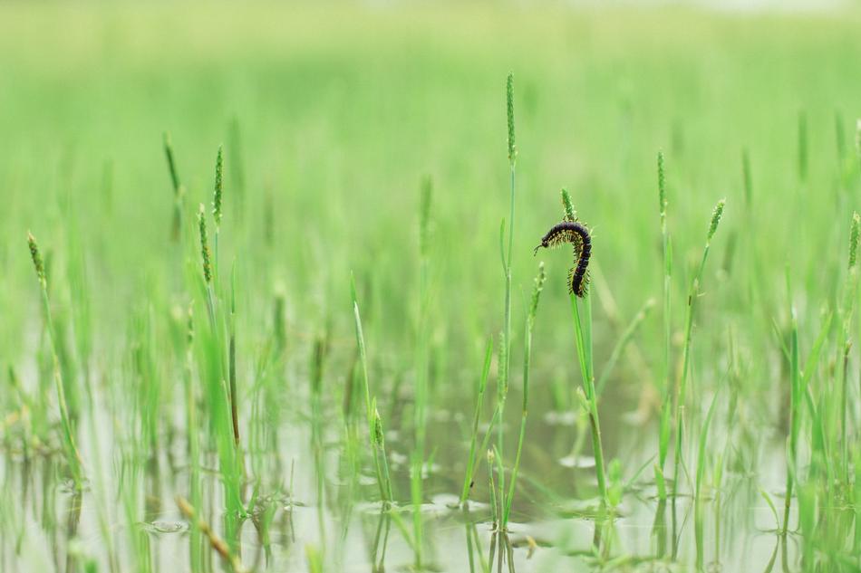 Carex, sedges thickets in water