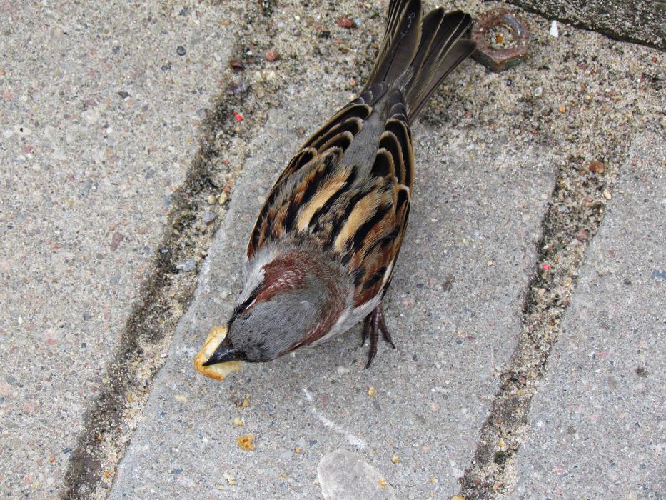 The Sparrow Bird on street