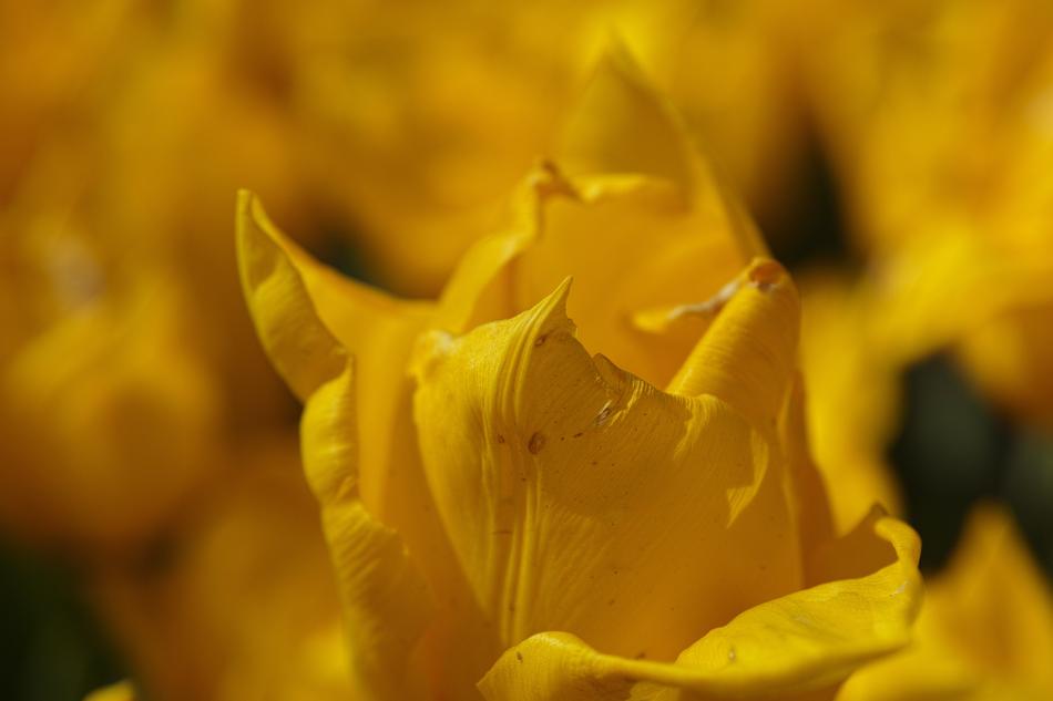 Yellow Environmental Tulips