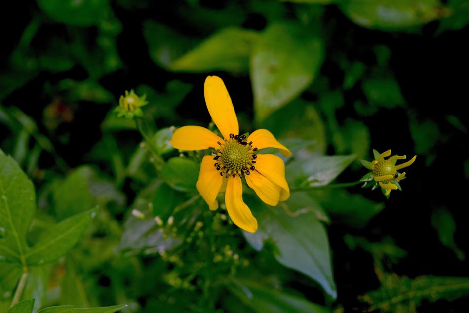 Flower Nature Bloom