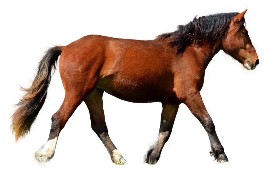 Horse Isolated Brown