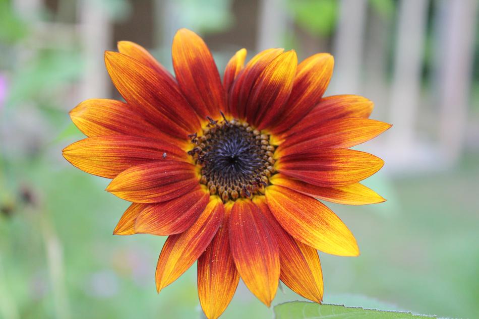 Nature Summer Flower