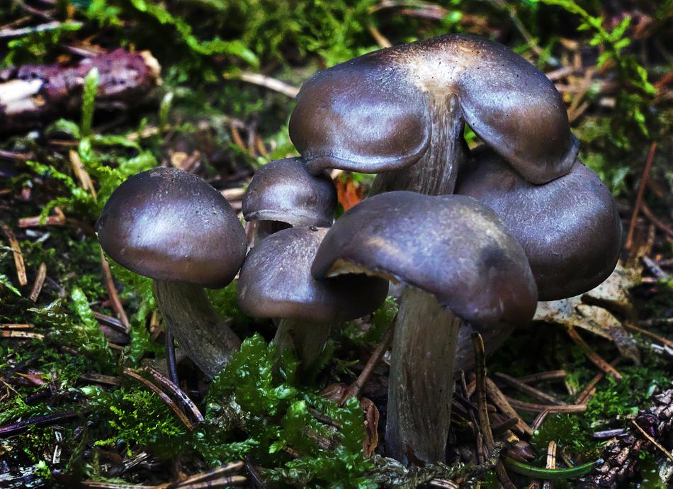 Mushroom Forest Moss