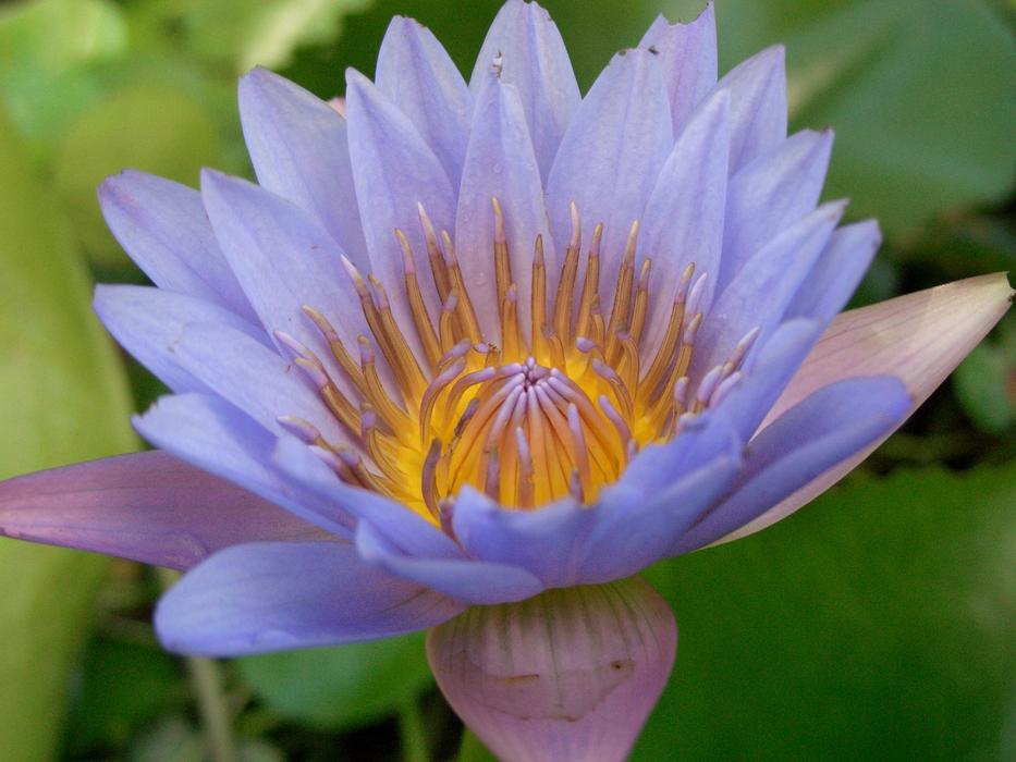 a purple one legged flower
