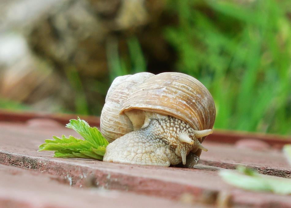 Worm Conch Snail