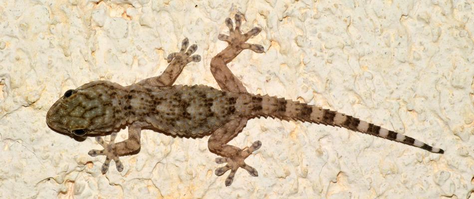 Gecko Tarentola Mauritanica