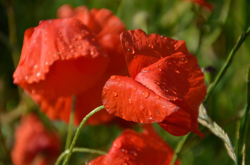 Flower Nature Plant