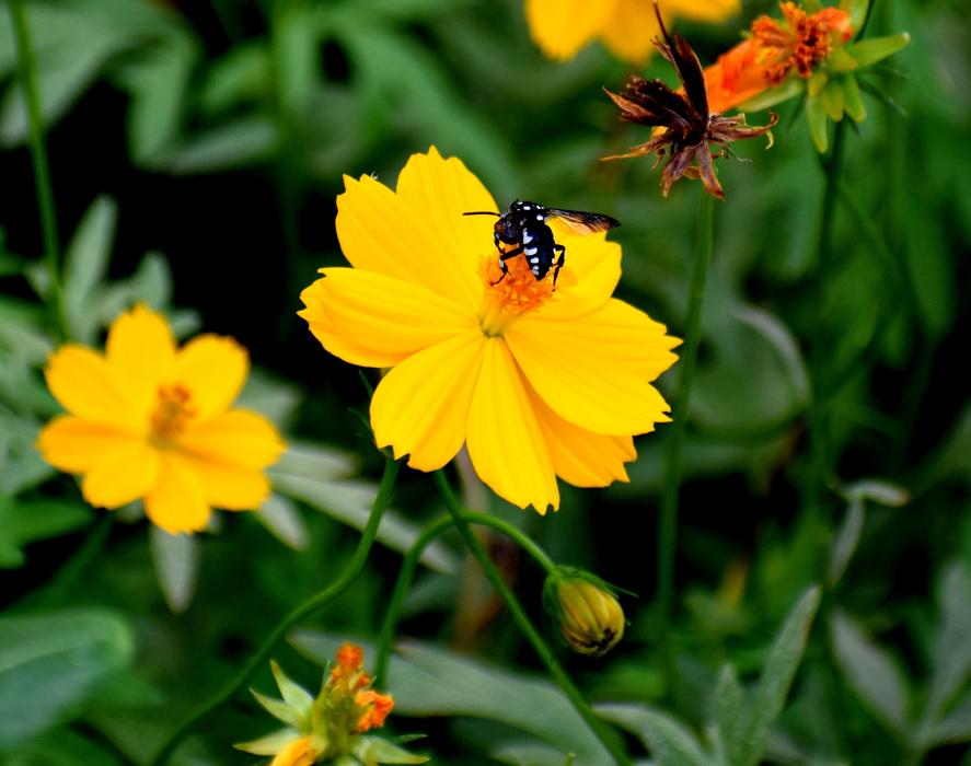 yellow flower with a beetle in the green grass