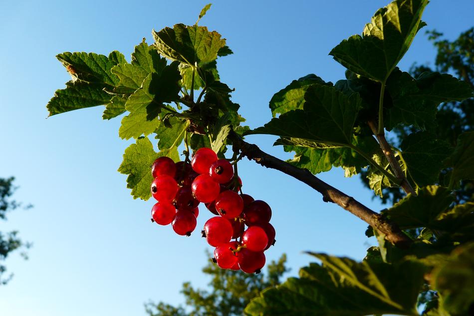 juicy berries in the sun
