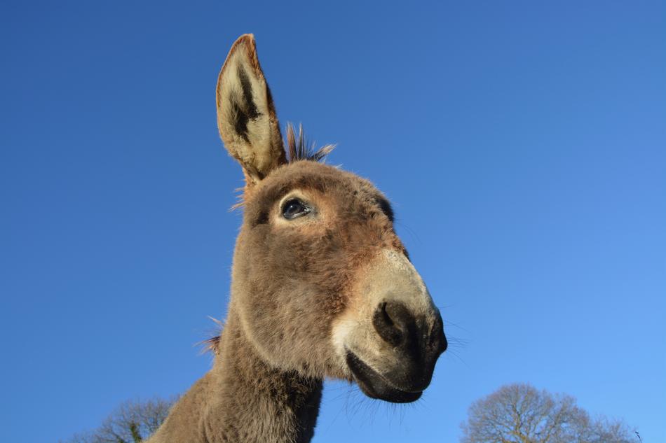 Donkey Head with one Long ear at blue sky
