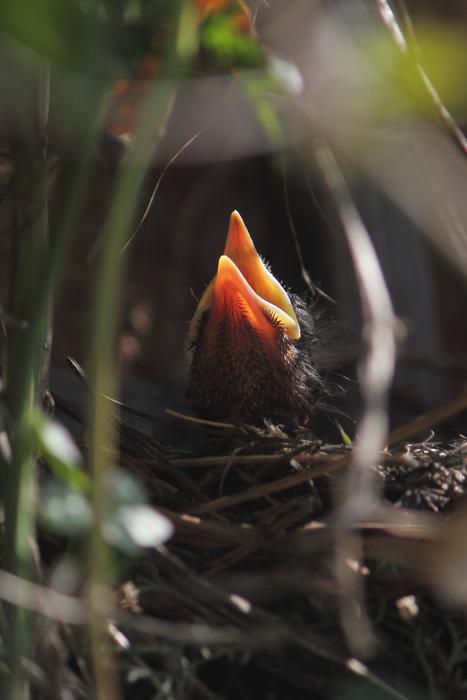 chick in the web in the sun