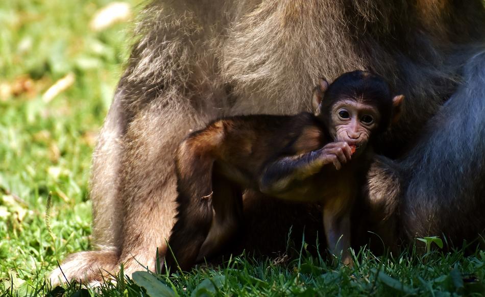 Ape Baby Monkey Barbary
