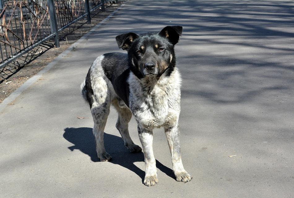 Dog Animals Stray Old