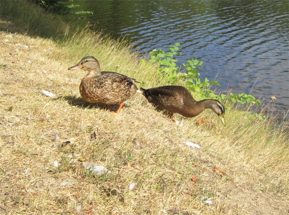 Ducks birds on slope