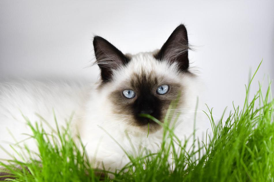domestic Kitten Cat in Grass