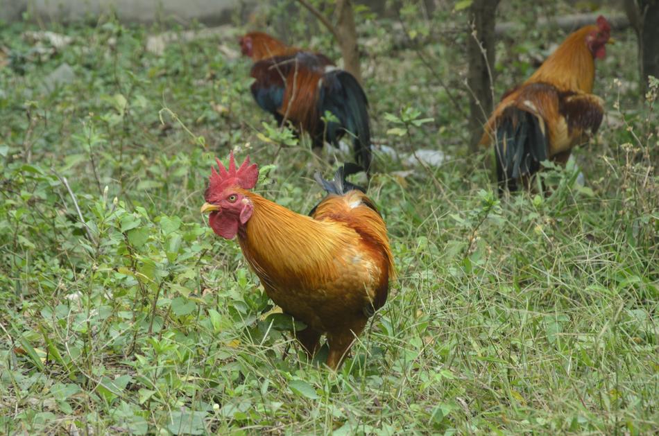 Bird Animal Nature
