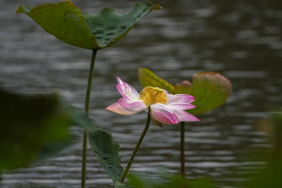 Lotus Flower Leaf