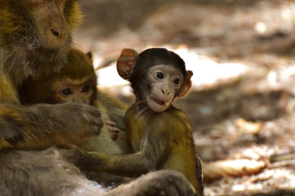 Ape Baby Monkey Barbary
