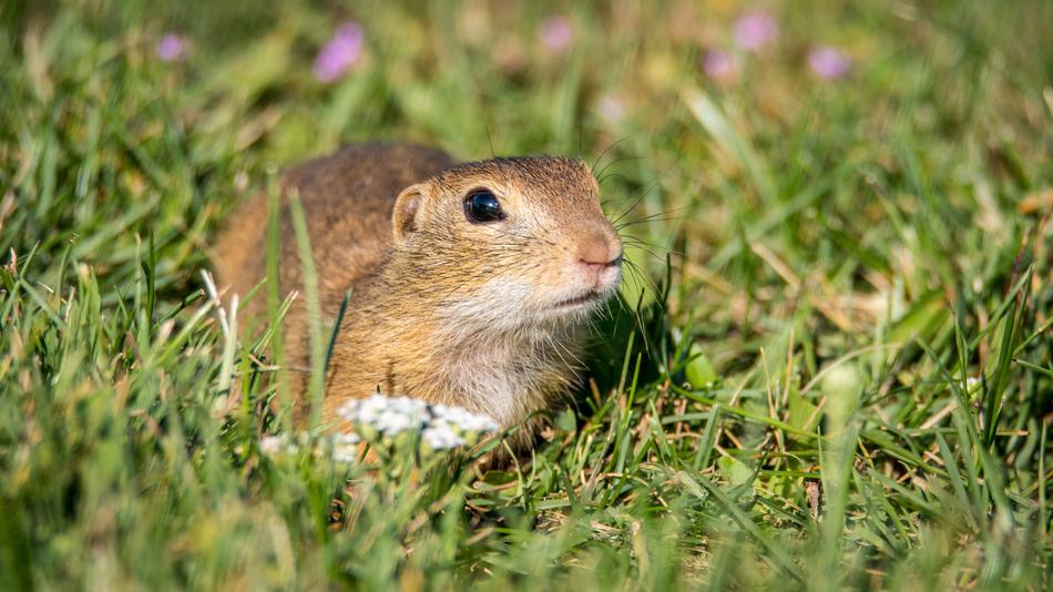 Gopher General Spermophilus
