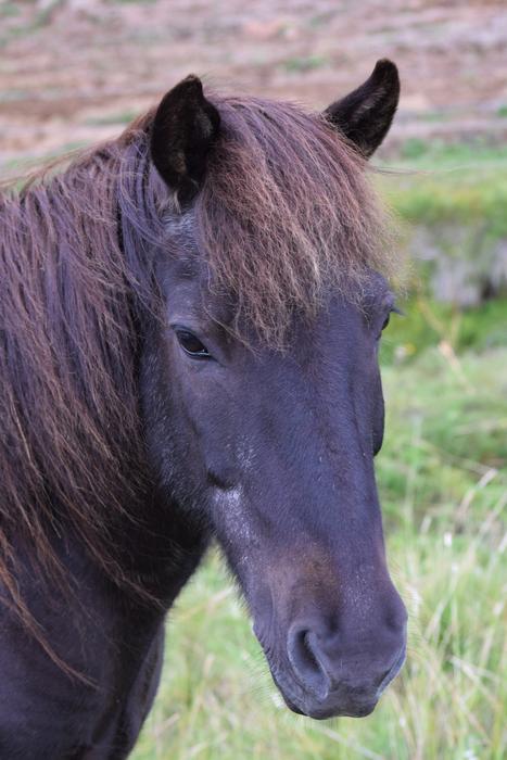 face of black beautiful horse