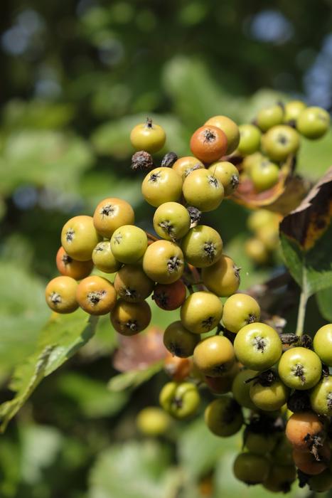 berries on the trees in the forest