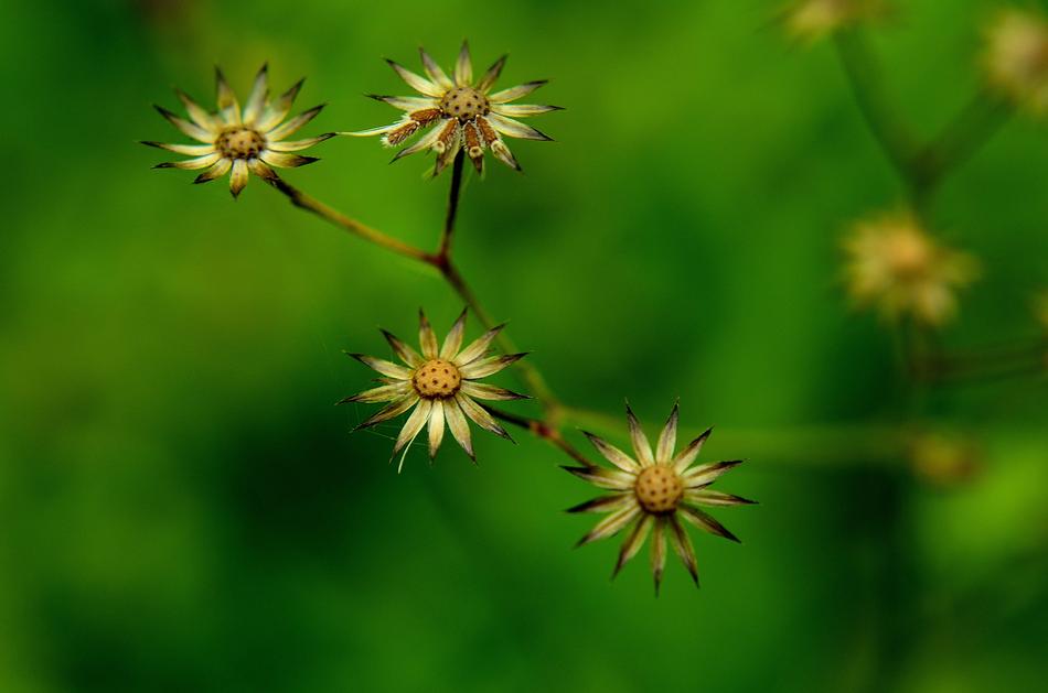 Nature Flora Summer