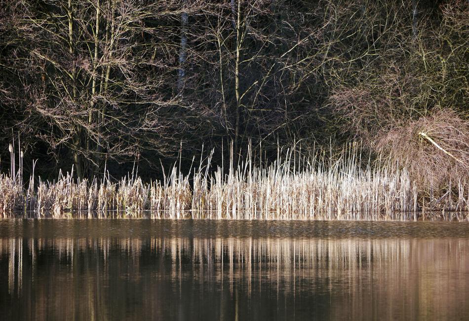 Winter At The Lake Reed Reeds