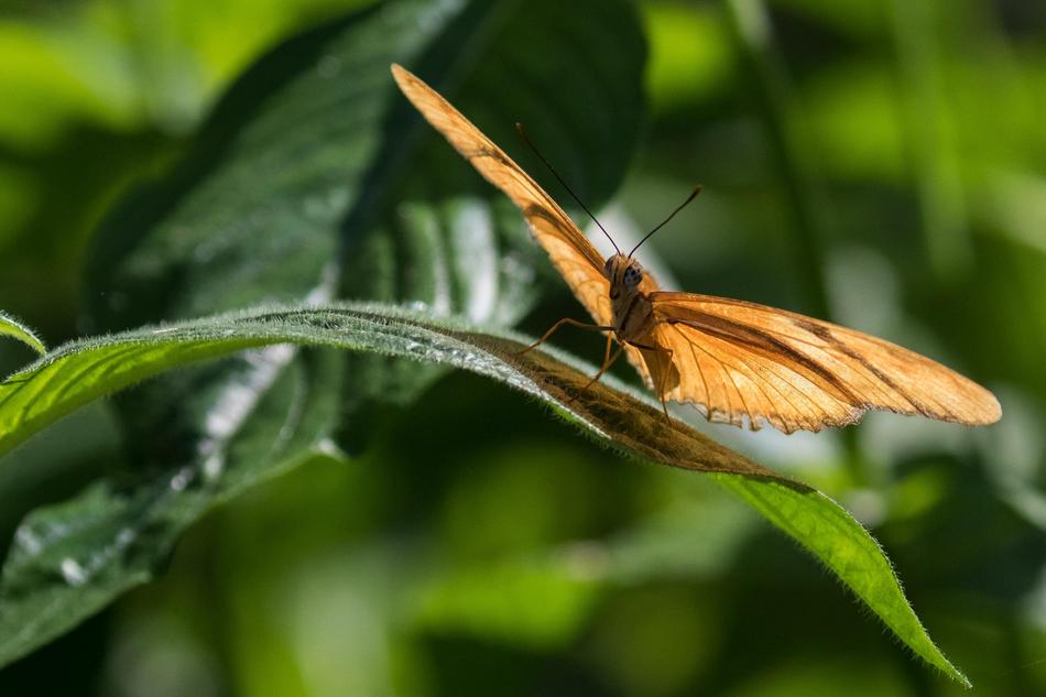 Cuba Havana Insect