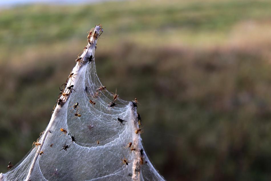 Spider Spiders Macro