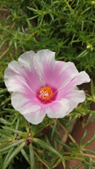 Flower White Pink