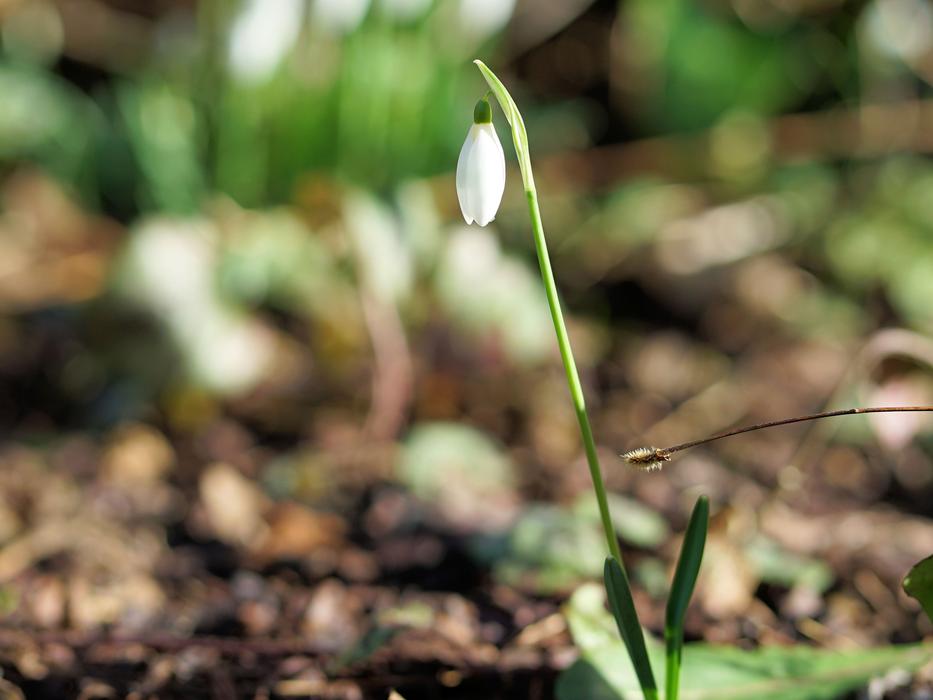 Snowdrop Spring Flower