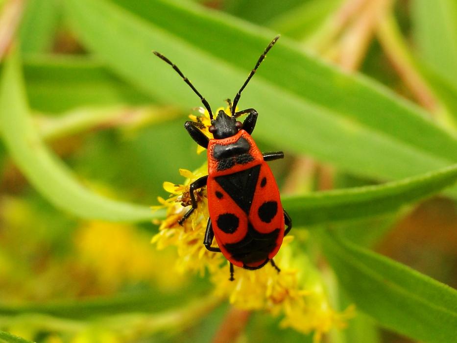 Insect beetle in garden