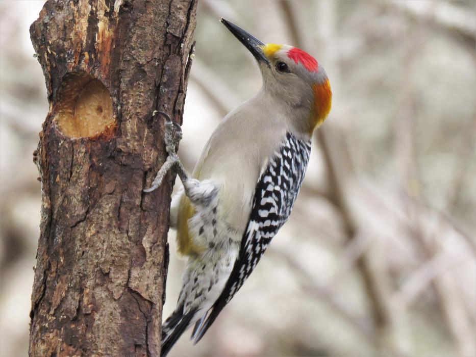 small colorful woodpecker on the trunk