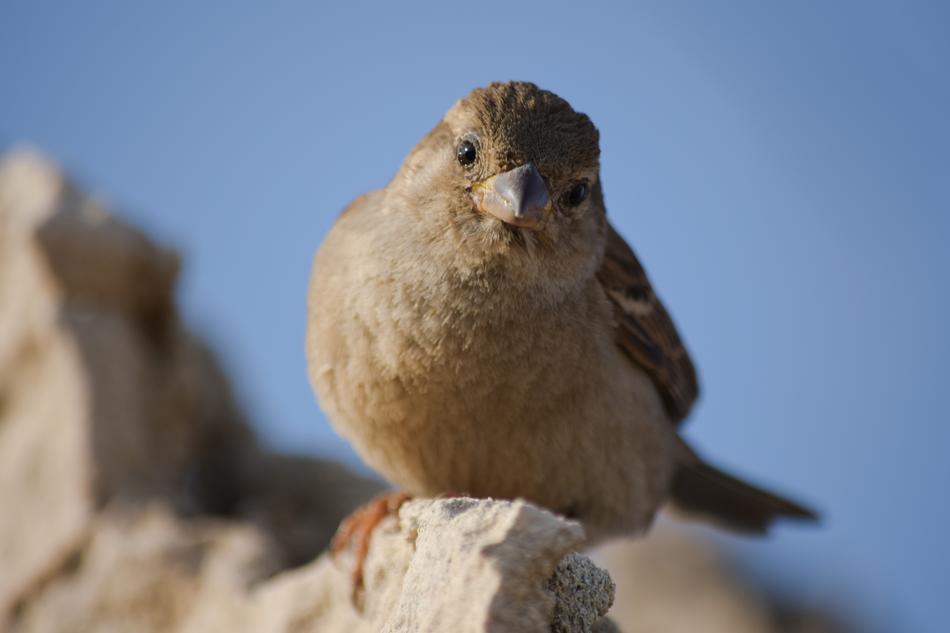 cute sparrow sitting