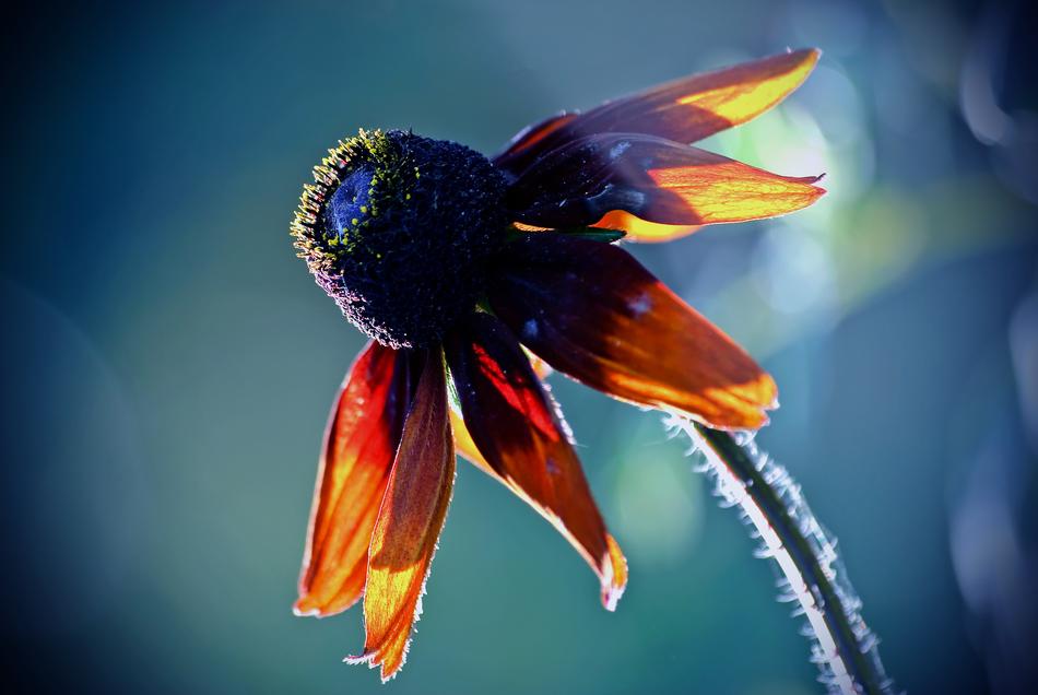 unusual flower on a blue background