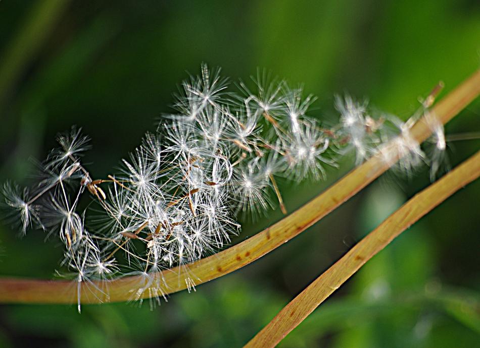 Dandelion Seeds Stalks The