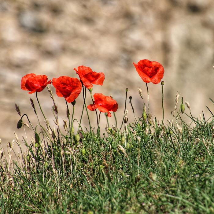 Poppy Nature Flower